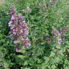 Greek Catnip (Nepeta parnassica) Seeds for Planting – Heirloom, Non-GMO, High Germination Organic Garden Seeds
