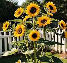 Yellow Hybrid Sunflower Seeds – Non-GMO, High Germination Heirloom Organic Garden Seeds