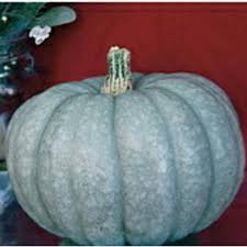 Blue Moon Pumpkin Seeds for Planting – Heirloom, Non-GMO, Organic Garden Seeds, High Germination, Unique Vegetable Displays