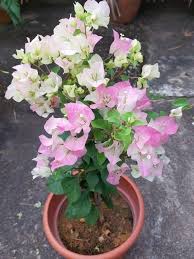 White Pink Bougainvillea Flower Seeds for Planting – Heirloom, Non-GMO, Premium Quality Organic Garden Seeds