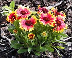 Heirloom Gaillardia Aristata Flower Seeds for Planting – Non-GMO, Bright Blooms, High Germination