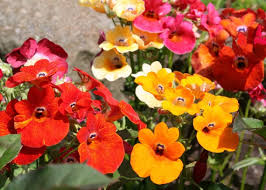 Mixed Carnival Flower Seeds for Planting – Heirloom Non-GMO High Germination Organic Garden Seeds