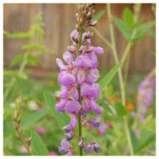 Showy Tick Trefoil Flower Seeds for Planting – Heirloom, Non-GMO, High Germination Organic Garden Seeds