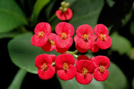 Euphorbia Leuconeura Flower Seeds for Planting – Heirloom, Non-GMO, Wildflower Mix High Germination Seeds
