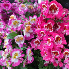 Heirloom Schizanthus Flower Seeds for Planting – Shade Tolerant, Non-GMO, High Germination Organic Garden Seeds