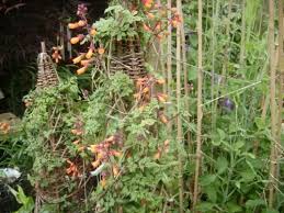 Eccremocarpus Scaber Flower Seeds for Planting - Heirloom, Non-GMO, Colorful Organic Garden Seeds
