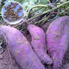 Purple Sweet Potato Seeds for Planting – Heirloom Non-GMO Starchy & Sweet – Organic Garden Seeds, High Germination.