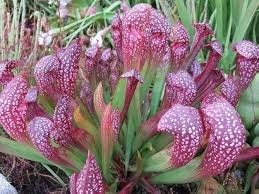 Scarlet Sarracenia Carnivorous Flower Seeds for Planting – Heirloom, Non-GMO, High Germination Organic Garden Seeds