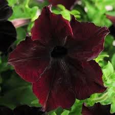 Petunia Debonair Black Cherry Flower Seeds for Planting - Heirloom, Non-GMO, Fragrant Organic Garden Seeds