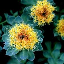 Rhodiola Rosea Flower Seeds – Heirloom, Non-GMO, Easy-to-Grow Organic Garden Seeds for Planting