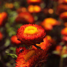 Helichrysum Bracteatum Flower Seeds for Planting - Pollinator Friendly, Heirloom, Non-GMO, High Germination Organic Garden Seeds