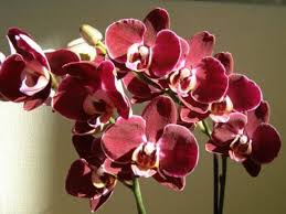 Burgundy Phalaenopsis Orchid Seeds for Planting – Heirloom, Non-GMO Colorful Display, High Germination
