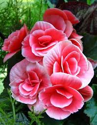 Red White Begonia Flower Seeds for Planting – Fragrant Blossoms, Heirloom, Non-GMO Seeds for Home Garden