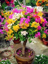 Mixed Color Bougainvillea Flower Seeds for Planting – Hardy Variety, Heirloom, Non-GMO, High Germination