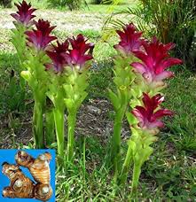 Curcumae Flower Seeds for Planting – Heirloom, Non-GMO, Wildflower Mix Organic Garden Seeds