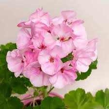 Light Pink Univalve Geranium Flower Seeds for Planting – Heirloom, Non-GMO, High Germination Organic Garden Seeds