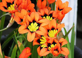 Orange Black Sparaxis Seeds for Planting – Cut Flower Favorite, Heirloom, Non-GMO Organic Garden Seeds