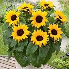 Dwarf Sunspot Sunflower Seeds - Compact, Fast-Growing, Non-GMO Garden Sunflower for Pots & Beds