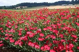 Scarlet Flax Flower Seeds for Planting – Heirloom, Non-GMO, High Germination Organic Garden Seeds
