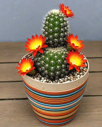 Heirloom Cactus Flower Seeds for Planting – Shade Tolerant, Non-GMO, High Germination Organic Garden Seeds