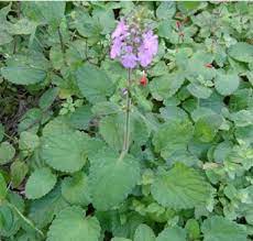 Vegetable Seeds,Garden seeds, Seeds For Planting,Plant Seeds