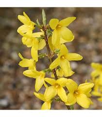 Forsythia Flower Seeds for Planting – Heirloom, Non-GMO, High Germination Organic Garden Seeds