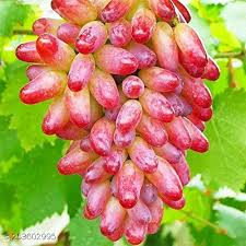 Green Red Grape fruit seeds for planting - Heirloom & Non-GMO Garden seeds, sweet tangy grape variety for backyards