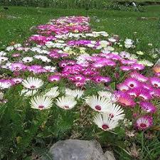 Native Pigface Flower Seeds – Heirloom, Non-GMO, Perfect for Borders Organic Garden Seeds for Planting