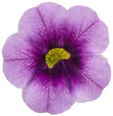 Calibrachoa Flower Seeds for Planting – Heirloom, Non-GMO, High Germination Organic Garden Seeds