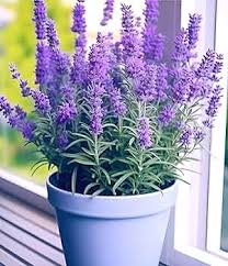 Lavender Fargo Flower Seeds for Planting – Heirloom Non-GMO High Germination Organic Garden Seeds