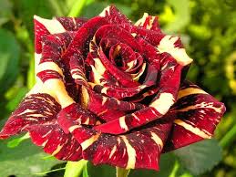 Osiria Rose Flower Seeds for Planting – Compact Growth, Heirloom, Non-GMO & High Germination Seeds