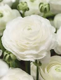 White Ranunculus Flower Seeds for Planting – Premium Quality Heirloom Non-GMO Organic Garden Seeds