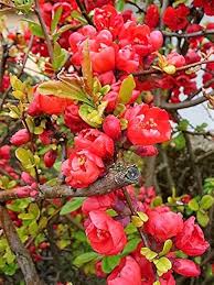 Heirloom Quince Chaenomeles Flower Seeds – Non-GMO, High Germination Organic Garden Seeds