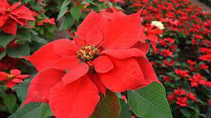 Red Green Poinsettia Flower Seeds for Planting – Low Maintenance, Heirloom, GMO Free Garden Seeds