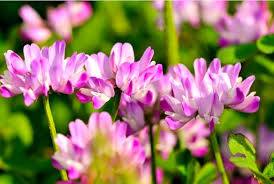 Astragalus Sinicus Flower Seeds for Planting – Vibrant Colors, Heirloom, Non-GMO, High Germination