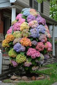 Pastel Rainbow Hydrangea Flower Seeds for Planting – Long Bloom Season, Heirloom, Non-GMO, High Germination Organic Garden Seeds