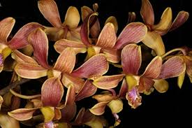 Brown Dendrobium Flower Seeds for Planting – Heirloom, Non-GMO, Organic Garden Seeds