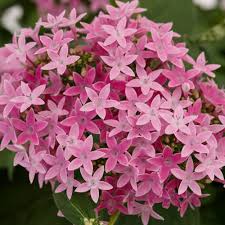 Penta Flower Seeds for Planting – Heirloom, Non-GMO, Fragrant Blossoms Organic Garden Seeds