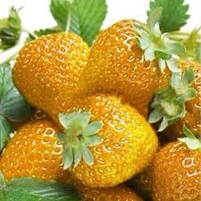 Orange Strawberry Fruit Seeds for Planting – Heirloom & Non-GMO Garden seeds, sweet unique berries for home gardens