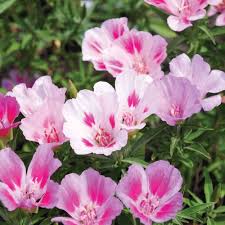 Heirloom Clarkia Flower Seeds for Planting – Non-GMO, High Germination Organic Garden Seeds