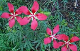 Heirloom Texas Star Hibiscus Flower Seeds for Planting – Non-GMO, High Germination Organic Garden Seeds