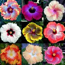 Mix Hibiscus Luna Flower Seeds for Planting – Cut Flower Favorite, Heirloom, Non-GMO