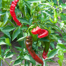 Vegetable Seeds,Garden seeds, Seeds For Planting,Plant Seeds