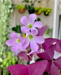 Purple Oxalis Stricta Flower Seeds for Planting – Non-GMO, High Germination Heirloom Organic Garden Seeds