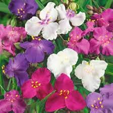 Mixed Tradescantia Spiderwort Flower Seeds for Planting – Heirloom, Non-GMO, High Germination Organic Garden Seeds
