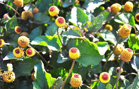 Spilanthes Flower Seeds for Planting – Heirloom, Non-GMO, Seasonal Bloomer Organic Garden Seeds