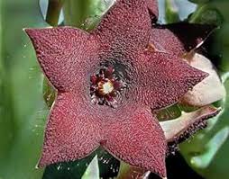 Orbea Cooperi Flower Seeds – Heirloom, Non-GMO, Bright Blooms Organic Garden Seeds for Planting