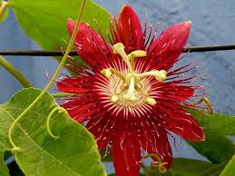 Red Passiflora Incarnata Flower Seeds for Planting – Heirloom, Non-GMO, Premium Quality, High Germination