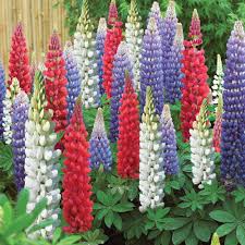 Lupin Pixie Flower Seeds for Planting –  Fragrant Blossoms, Heirloom, Non-GMO, High Germination