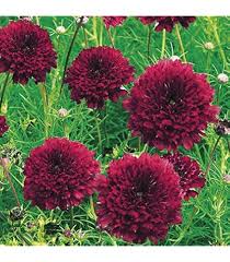 Cosmos Cranberries Flower Seeds for Planting – Heirloom, Non-GMO, High Germination Organic Garden Seeds